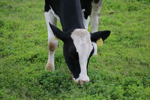 Dairy Cattle McGregor Veterinary Services
